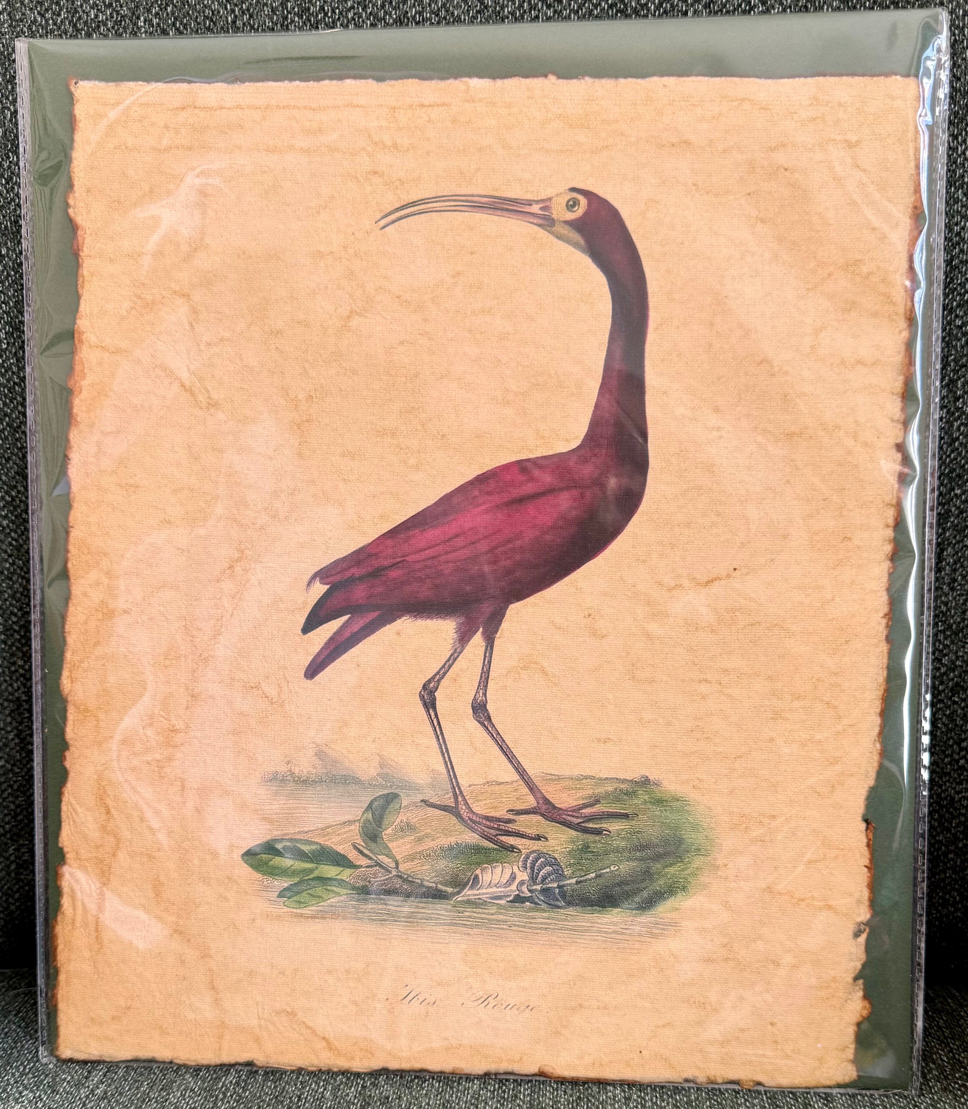 Ibis Rouge Print